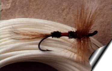 Coachman on Lines